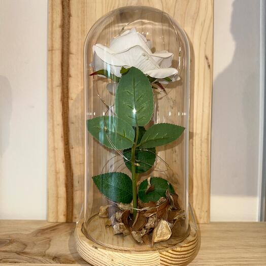 Rosa en cupula Blanca