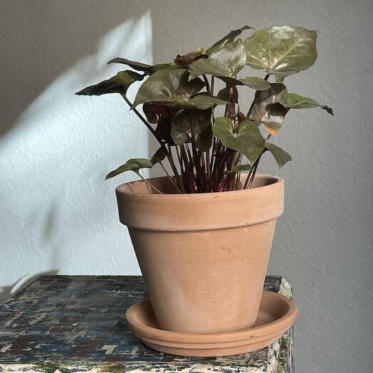 Сингониум в терракотовм кашпо