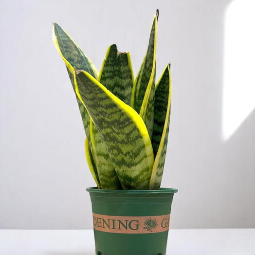 Snake Plant 35cm – Air-Purifying Indoor Plant