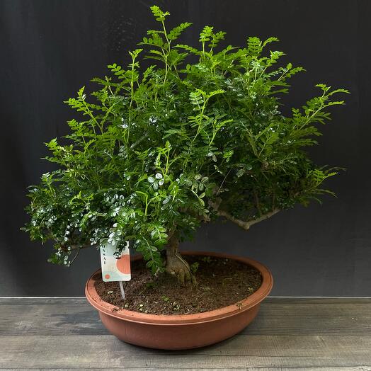Бонсай Zanthoxylum 45 лет