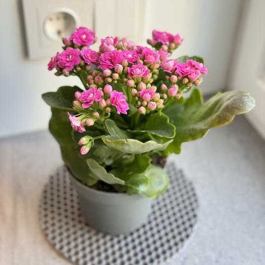 Kalanchoe (Kalandiva
