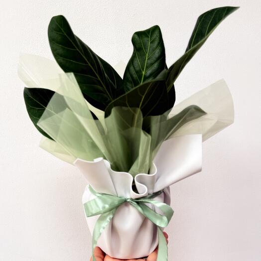 Ficus Audrey