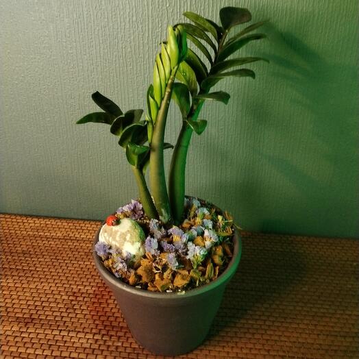 Замиакулькас Зензи