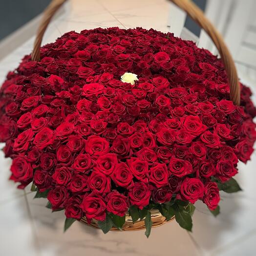 Корзина из 301 розы красной для девушки ️