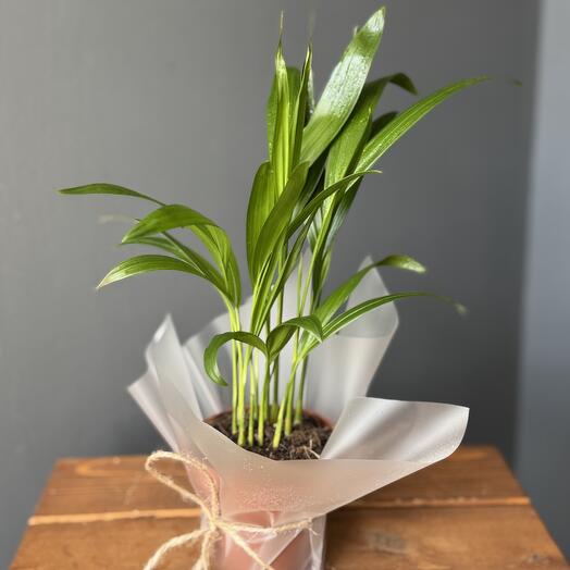 Арека комнатный цветок