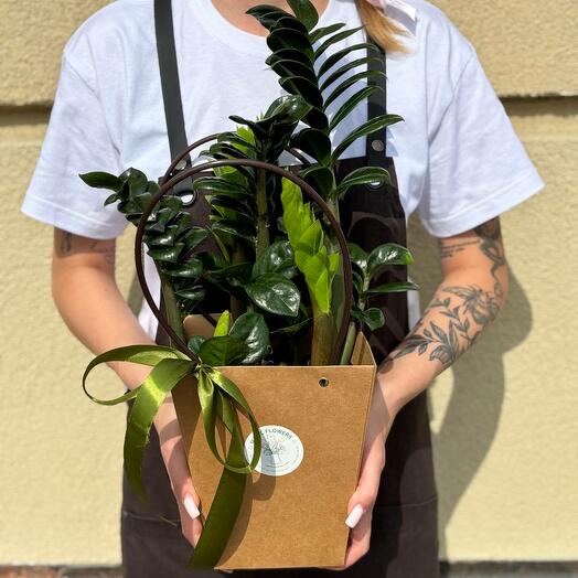 Замиокулькас в подарочной сумочке