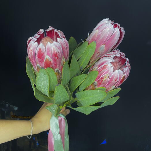 Protea trio