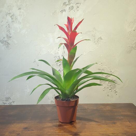 Бромелия Алая Д12 В35