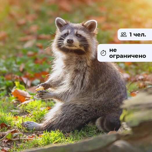 Крошка Енот. Посещение Иркутского зоосада