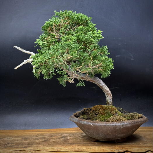 Бонсай Можжевельник, 30см, 26 лет