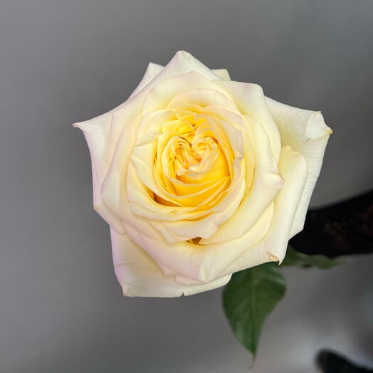 Роза садовая. Сорт Канделайт