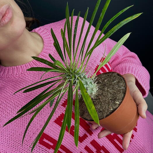 Комнатное растение пахиподиум