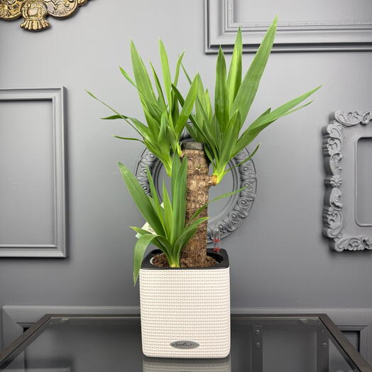 Пальма Юкка в белом кашпо Lechuza D 14 Высота 4 5см