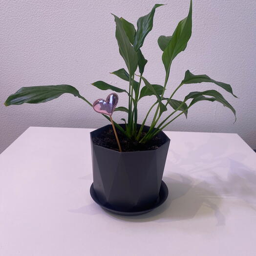 Спатифиллум  для подарка