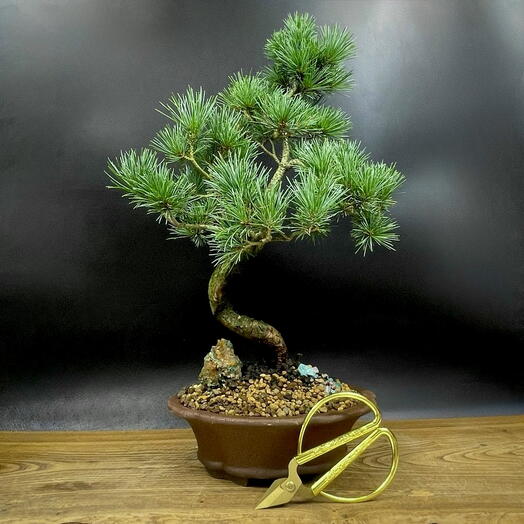Бонсай сосна 45 см, 20 лет