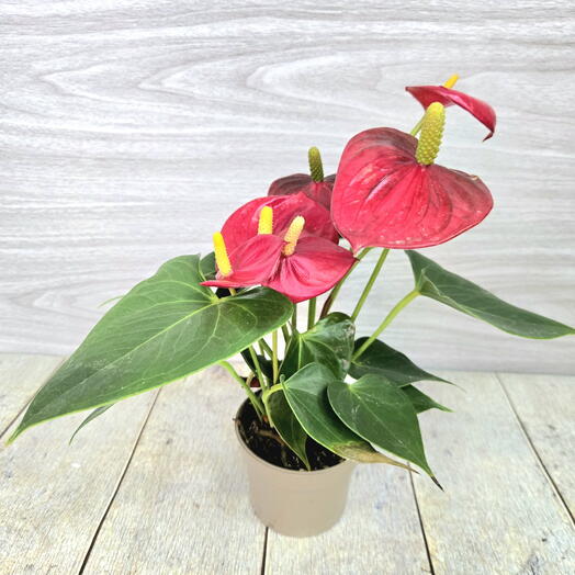 Антуриум красный