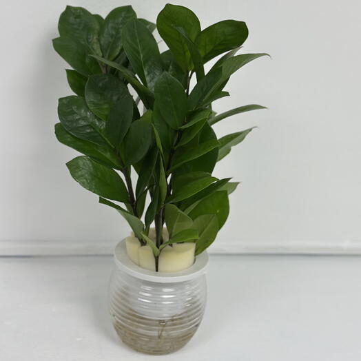 Замиокулкас на автополиве