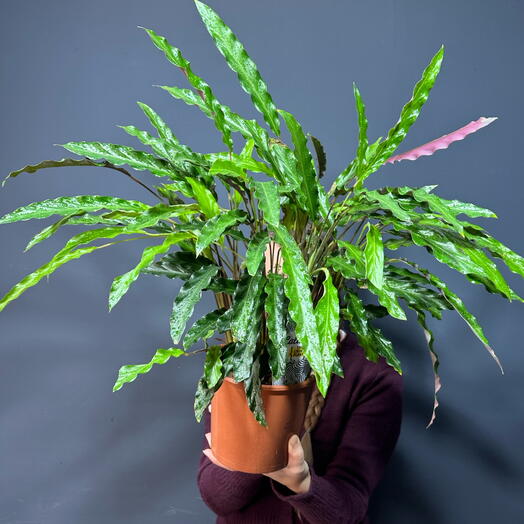 Комнатное растение Калатея