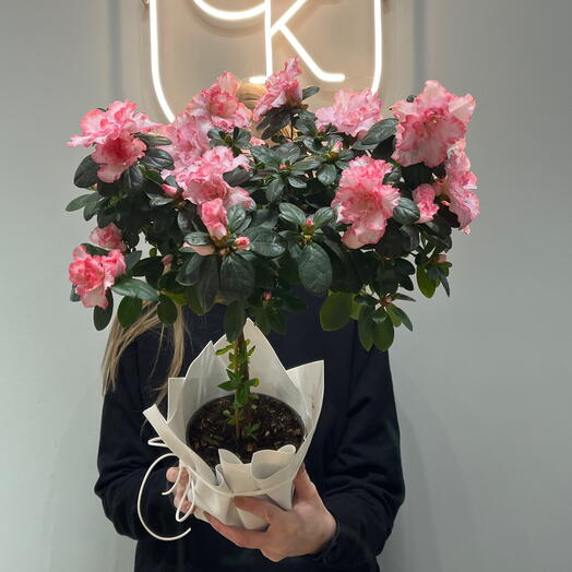 Азалия на штамбе яблоневый цвет