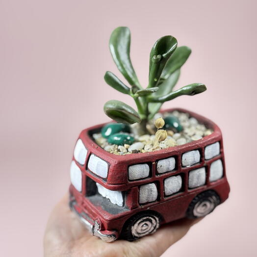 Суккулент в кашпо автобус