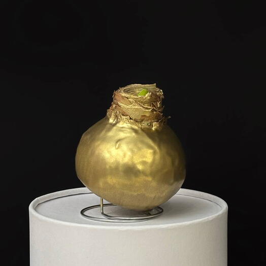 Комнатное растение, амариллис в воске