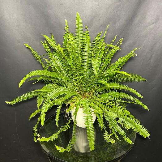 Комнатное растение Нефролепсис папоротник благородный