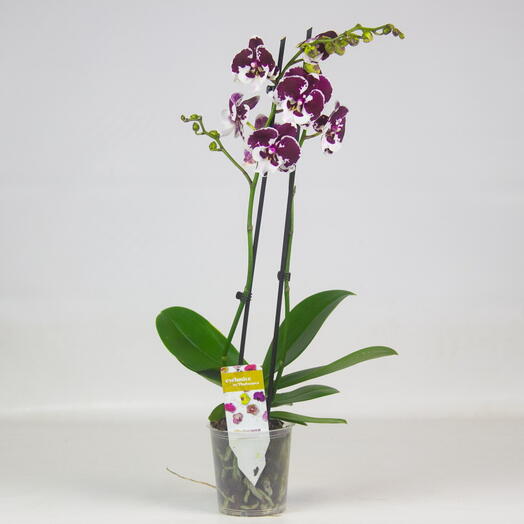 Фаленопсис