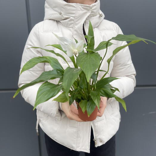 Комнатное растение спаттифилум