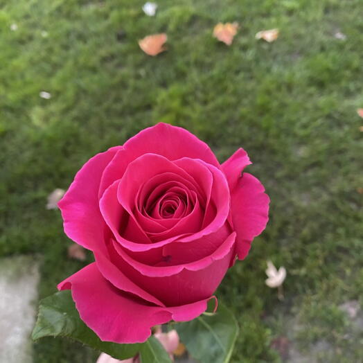 Cyclamen ecuador rose 1