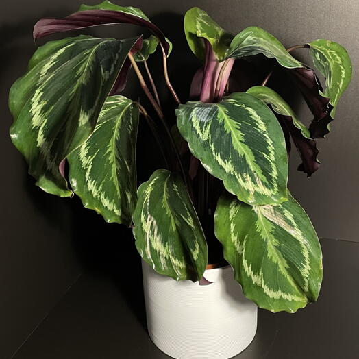 Калатея Розеопикта D13