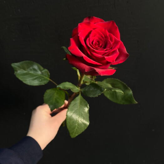 Красная розы | букет роз | цветы любимой