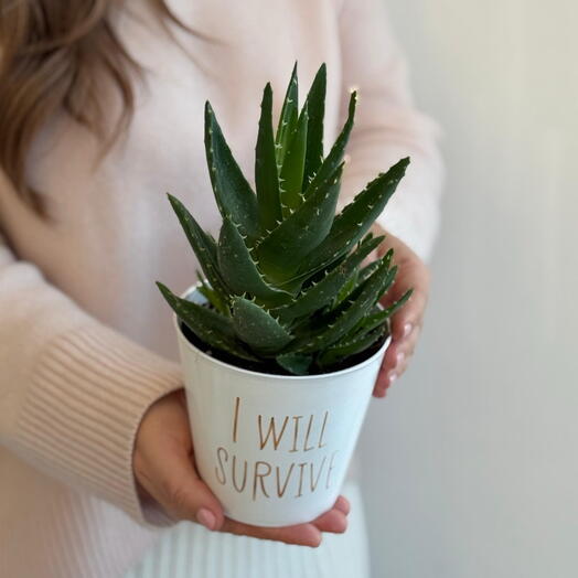 Алое Вера( пересаженный в горшок)