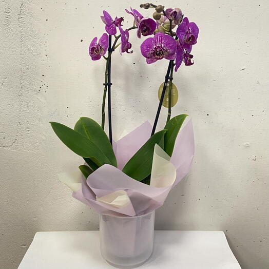 Орхидея Фаленопсис Побре