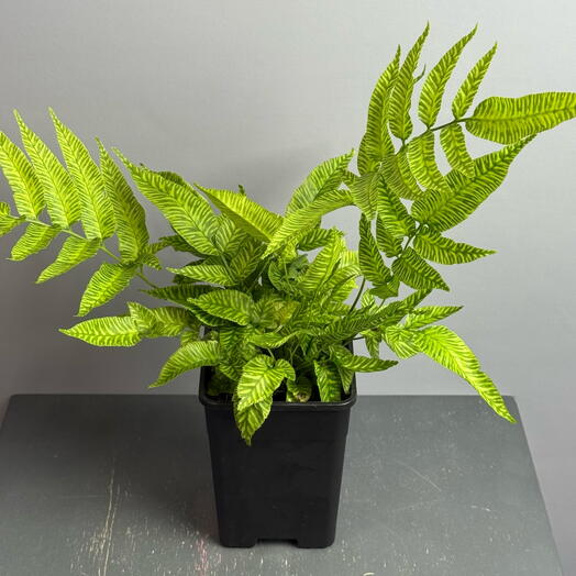 Папоротник эксклюзивный из Китая в единственном экземпляре 💚