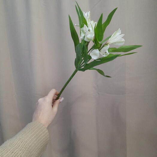 Альстромерия белая