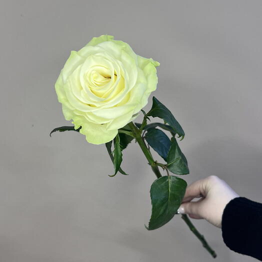 Белая Роза 70 см