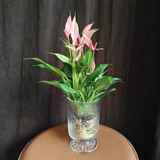 Anthurium Lily in a glass pot