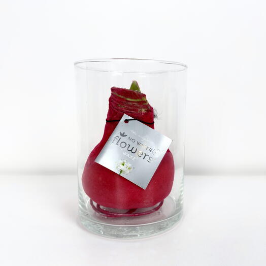 Амариллис луковица в стекле с цветком красного или белого цвета