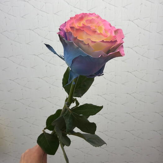 Роза Радужная
