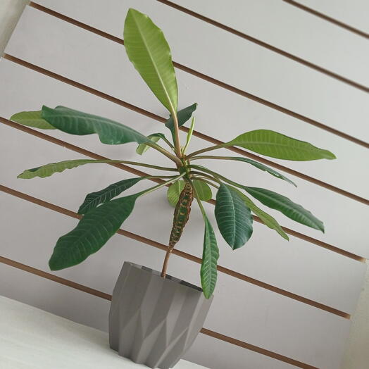 Эуфорбия (Молочай беложилковый), 35 см