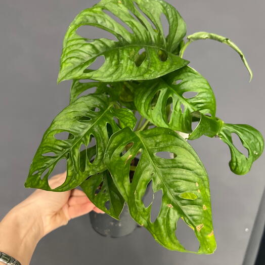 Комнатное Монстера Адансония (Monstera adansonii) — комнатное растение с резными листьями растение