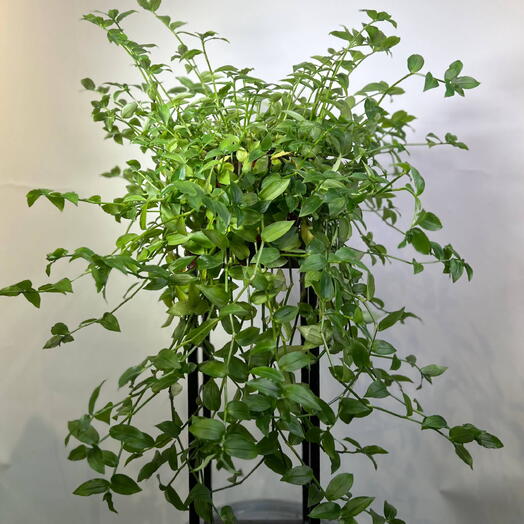 Комнатное растения 🌱 
Традесканция широко листная