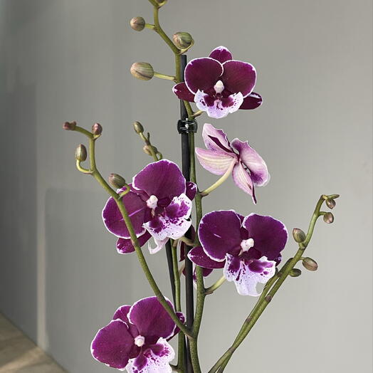 BARCELONA ORCHID фаленопсис 2-ствольная сортовая орхидея