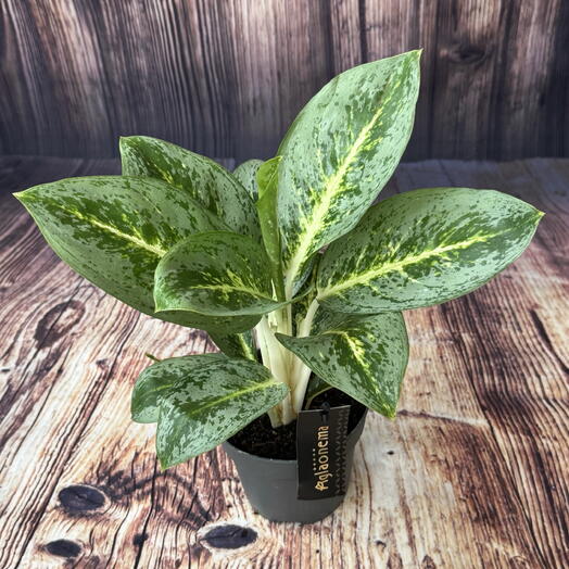 Аглаонема Lemon Mint 30 см D12 живой комнатный цветок в горшке живое растение