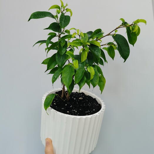 Комнатное растение Фикус Бенджамина