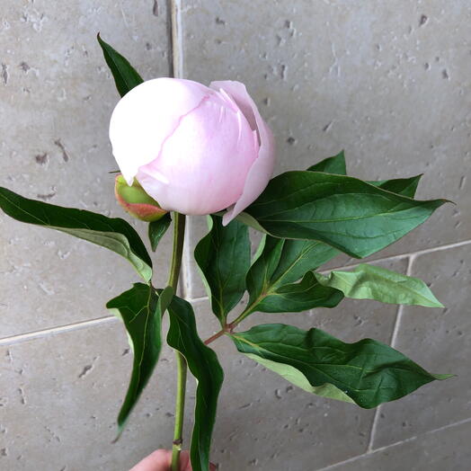 Пионы Розовые 🌸🌸🌸🌸🌹