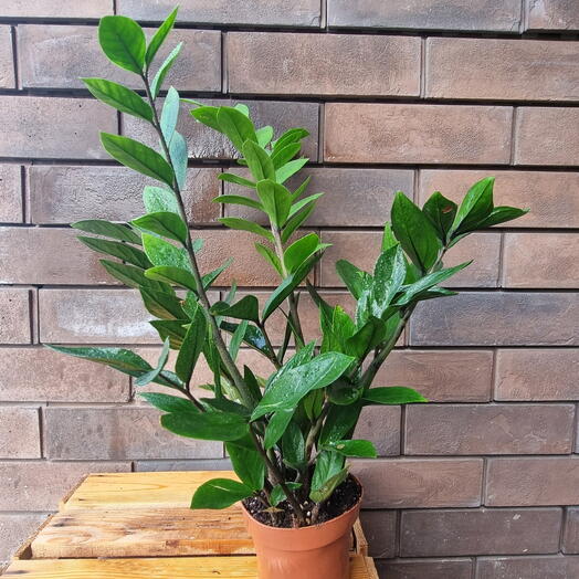Zamioculcas zamiifolia (Замиокулькас замиелистный)