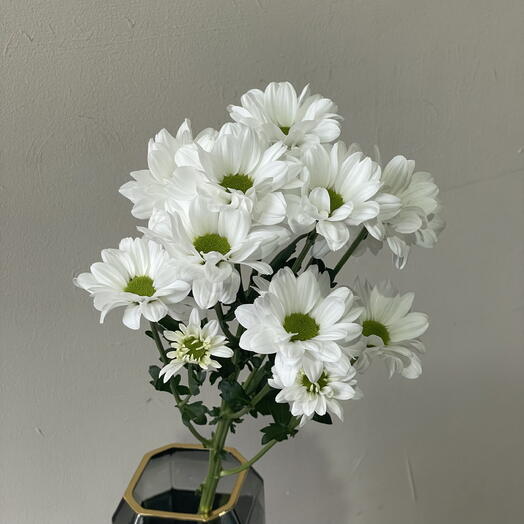 Хризантема Ромашка 🌼