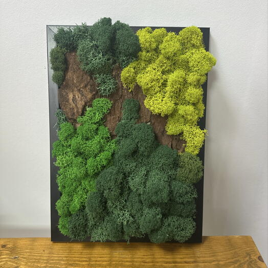 Фитокартина Moss