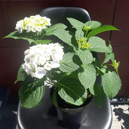 Гортензия Макрофила